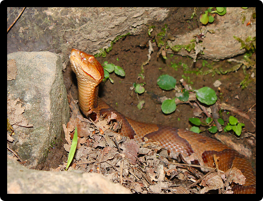 Venomous Copperhead (Agkistrodon contortrix) snake keeps a close eye on his environment in Alabama.