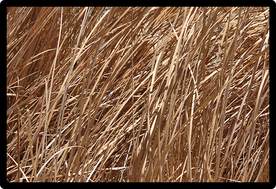 Background of dead grass and weeds in the scorching Nevada desert.