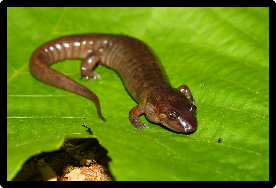 Dusky Salamanders (Desmognathus conanti) are an amphibian species in Alabama.