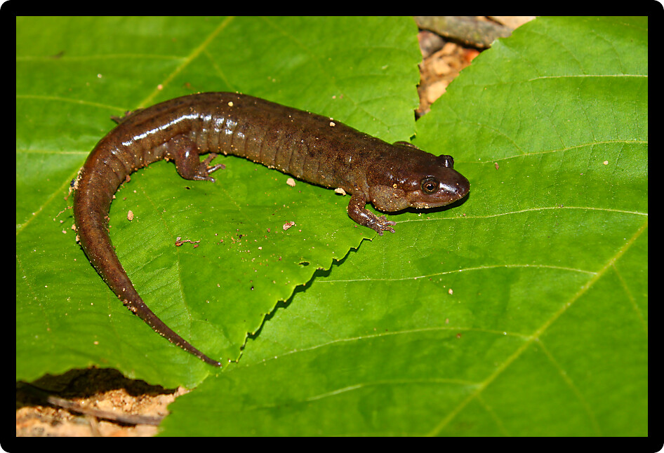 Dusky Salamander (Desmognathus conanti) at an Alabama natural area.