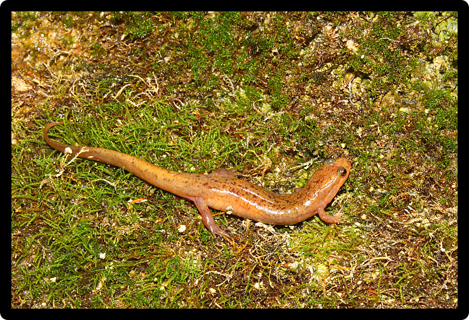 Dusky Salamander (Desmognathus conanti) in northern Alabama.