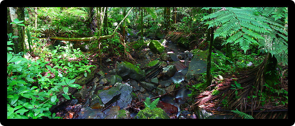 Panoramic view of the famous El Yunque Rainforest of Puerto Rico.