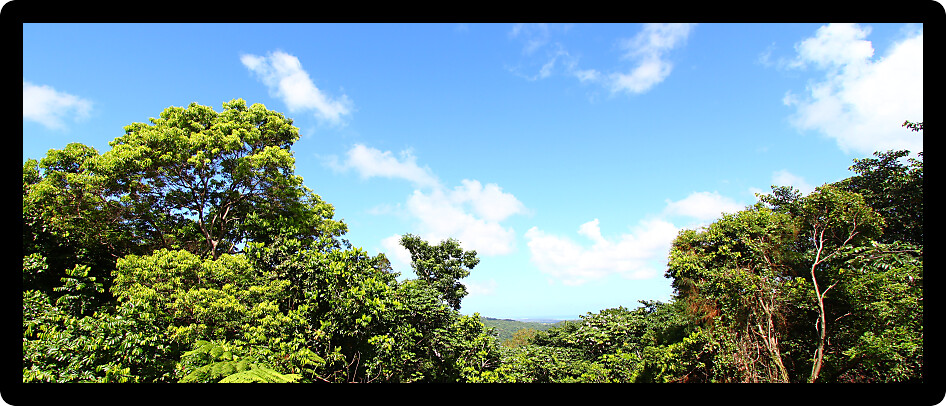 Panoramic view of the famous El Yunque Rainforest of Puerto Rico.