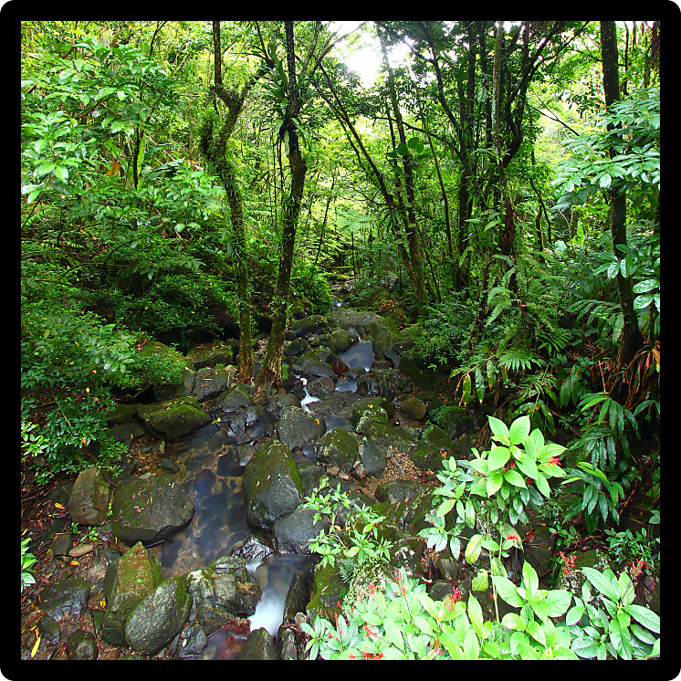 View of the famous El Yunque Rainforest of Puerto Rico.