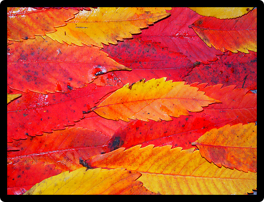 Background of brightly colored leaves from Wisconsin.