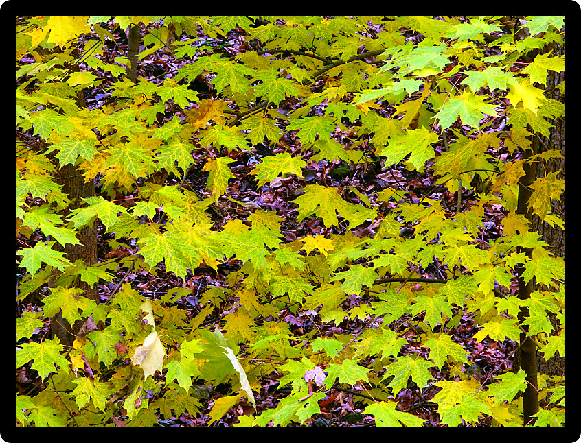 Leaves turn to yellow as fall approaches in northern Illinois.