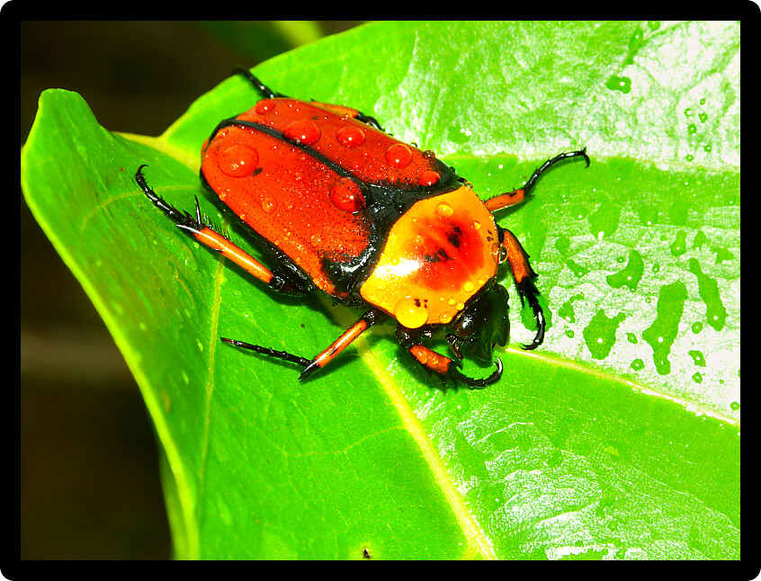 Brightly colored Flower Beetle in Queensland Australia.