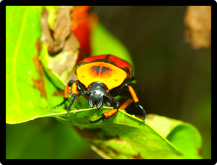 Brightly colored Flower Beetle in Queensland Australia.