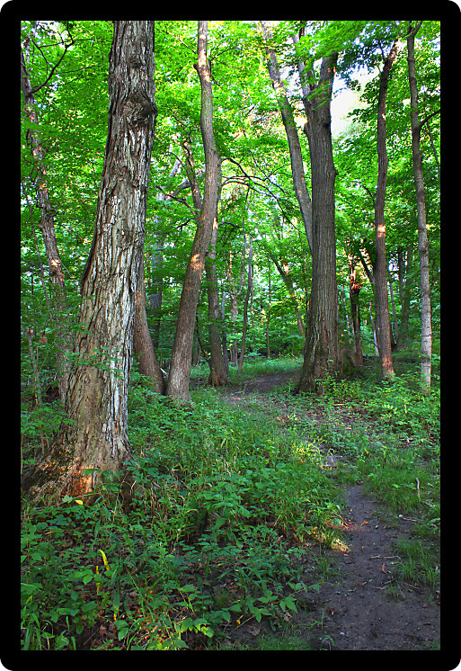 Beautiful woodland at Shabbona Lake State Park in northern Illinois.