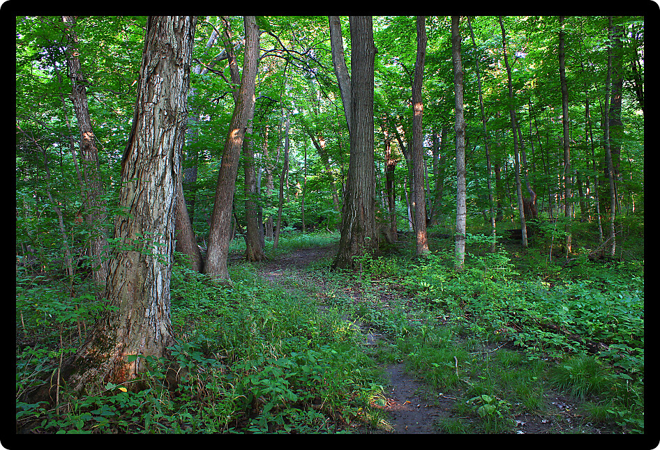 Beautiful woodland at Shabbona Lake State Park in northern Illinois.