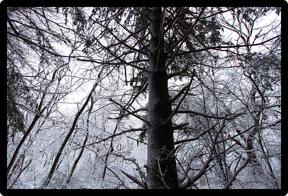 Magnificent winter scene in a pine forest at Rock Cut State Park in Illinois.