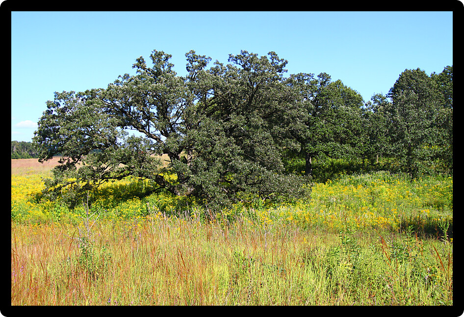Giant old oak tree in a prairie of northern Illinois.