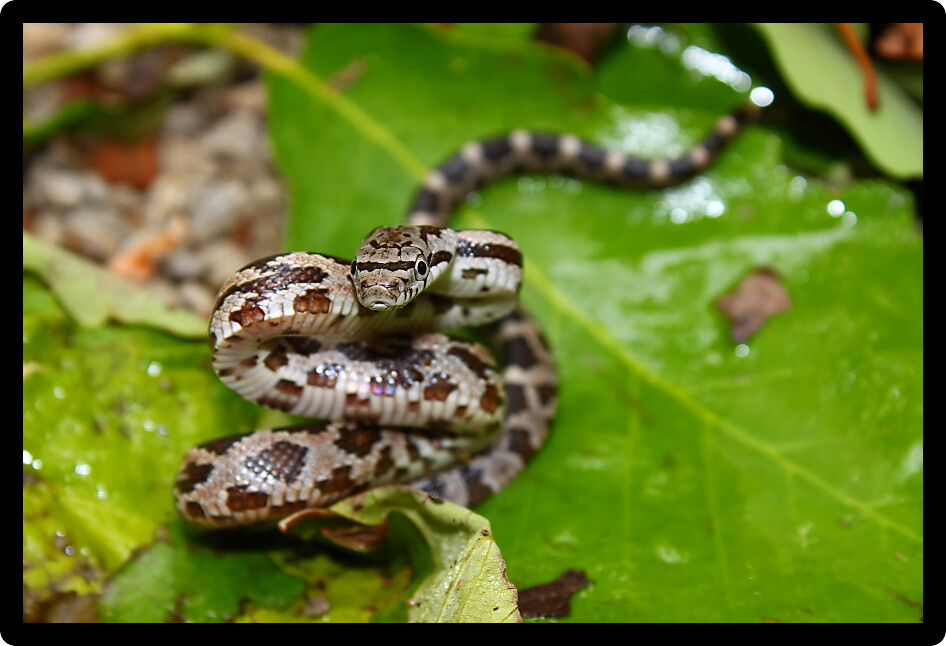 Juvenile Gray Rat Snake (Elaphe obsoleta) in northern Alabama.