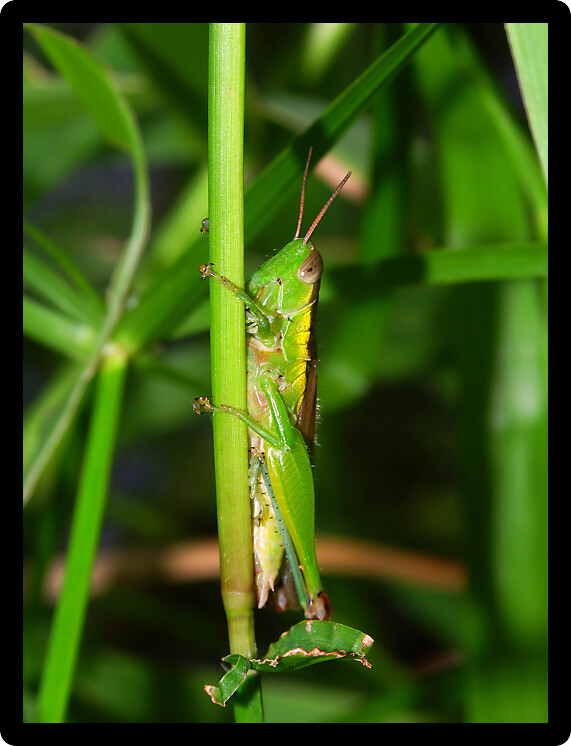 Green Grasshopper near Kuranda in Queensland Australia.