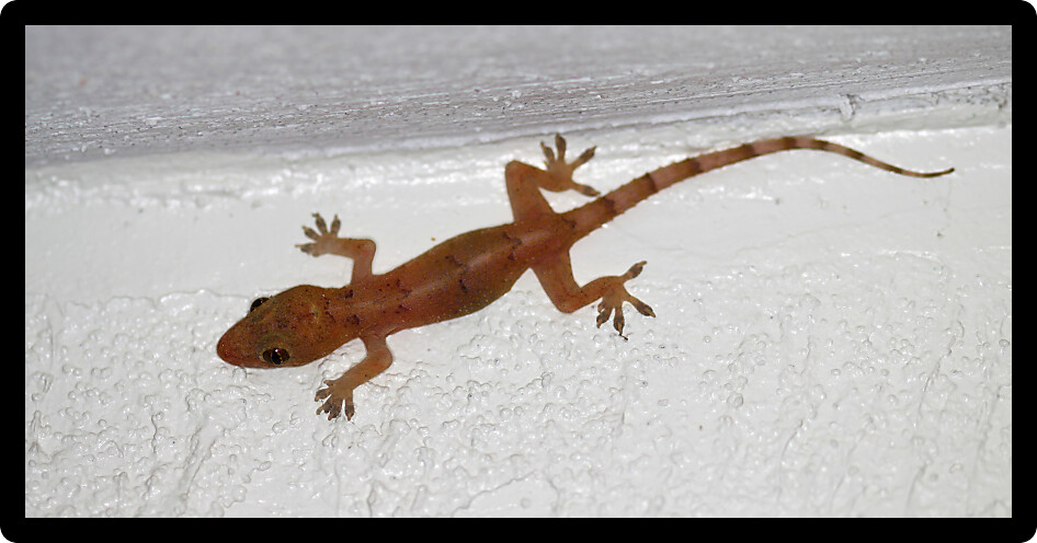 Common House Gecko (Hemidactylus frenatus) on a wall in Florida.