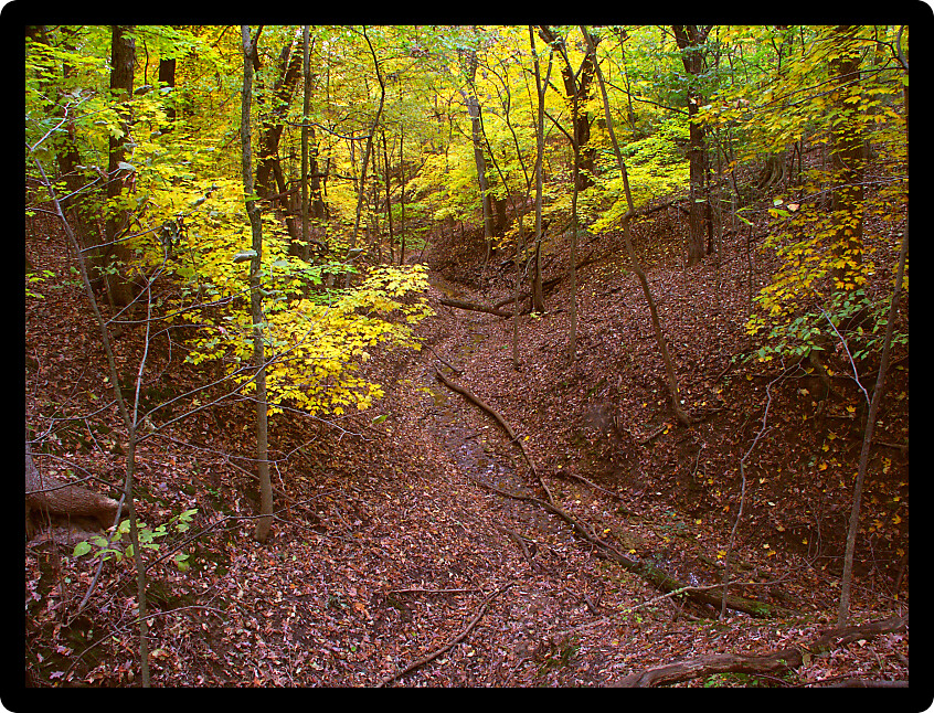 Deep gorge fills with falling leaves at Kishwaukee Gorge Forest Preserve in Illinois.