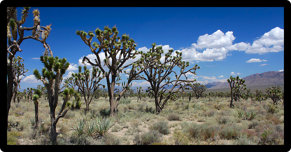 Joshua trees at the Mojave National Preserve in California.