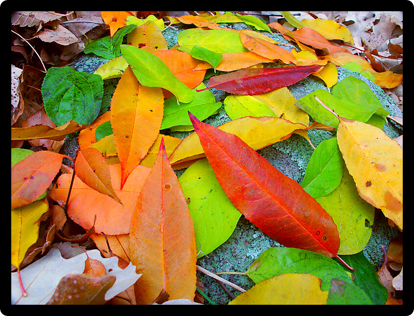 Leaves of many colors create a beautiful scene in southern Wisconsin.