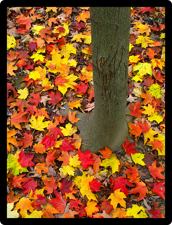 Vibrant red and yellow leaves at the base of a tree in northern Illinois.