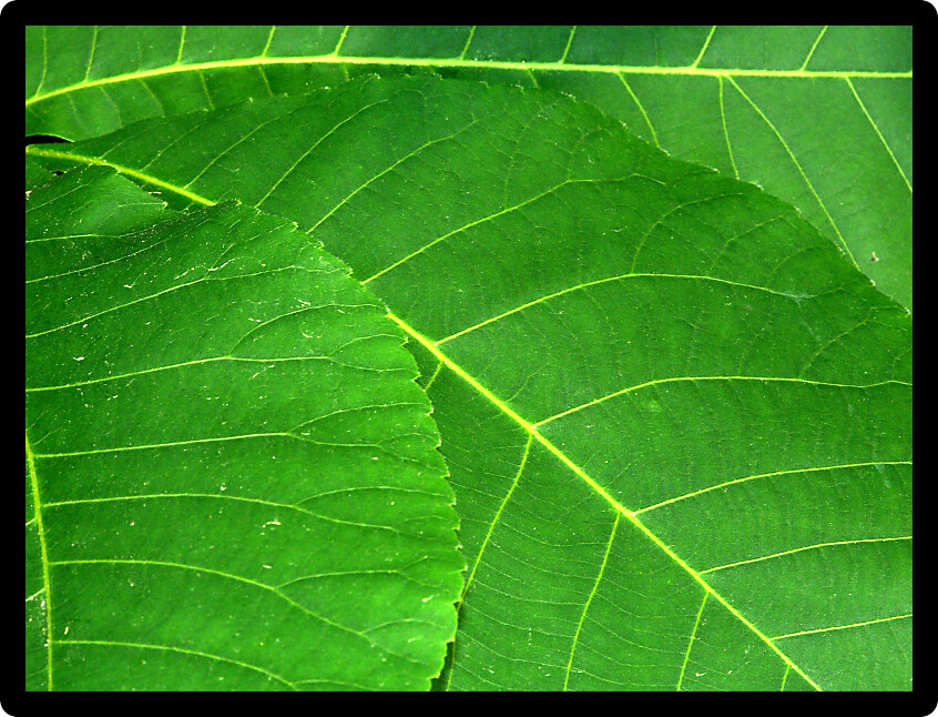 Background of bright green leaves in Wisconsin.