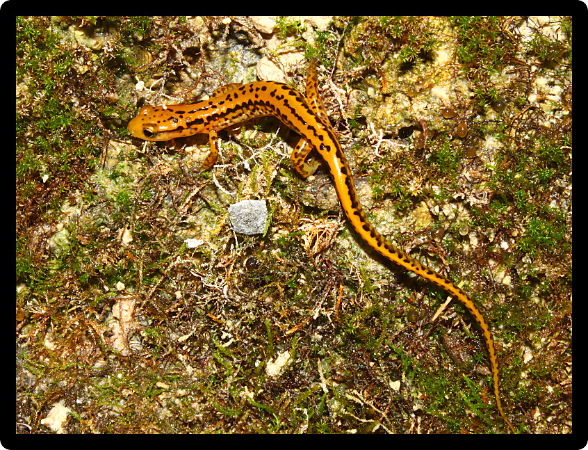 Long-tailed Salamander (Eurycea longicauda) near a creek in Alabama.