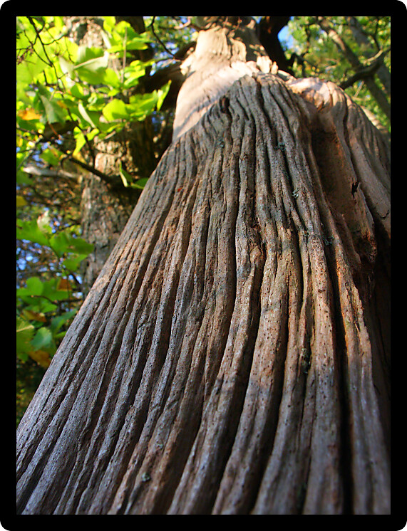 View up a tall old tree at Lowden State Park in northern Illinois.