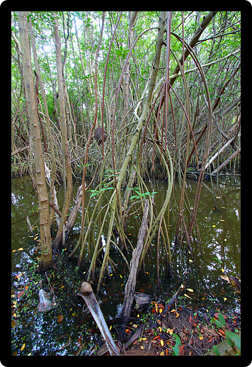 Thick and swampy area of Puerto Rico near Fajardo.