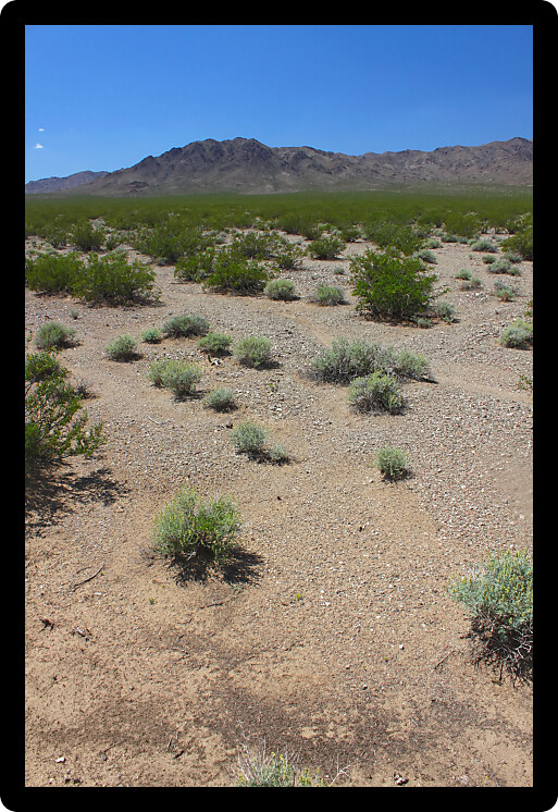 Dry landscape of the Mojave National Preserve in California.