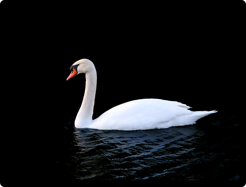 Bright Mute Swan (Cygnus olor) floats on dark waters.
