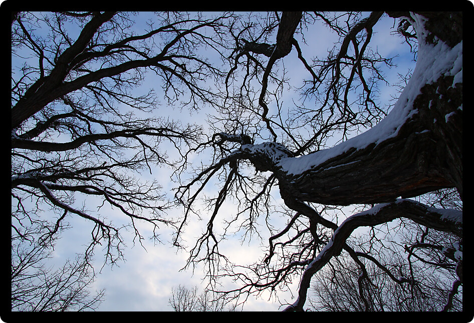 Twisted trees creep towards the sky during a cloudy winter day in Illinois