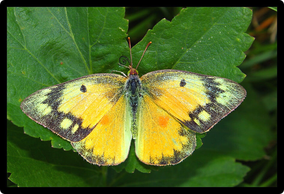 Orange Sulphur Butterfly (Colias eurytheme) at Shabbona Lake State Park in northern Illinois.