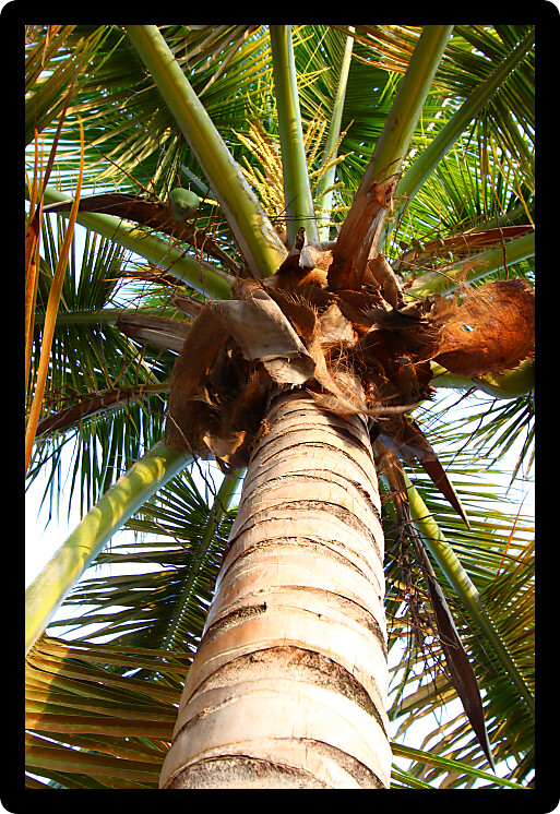Looking up at a palm tree at Seven Seas Beach in Puerto Rico.