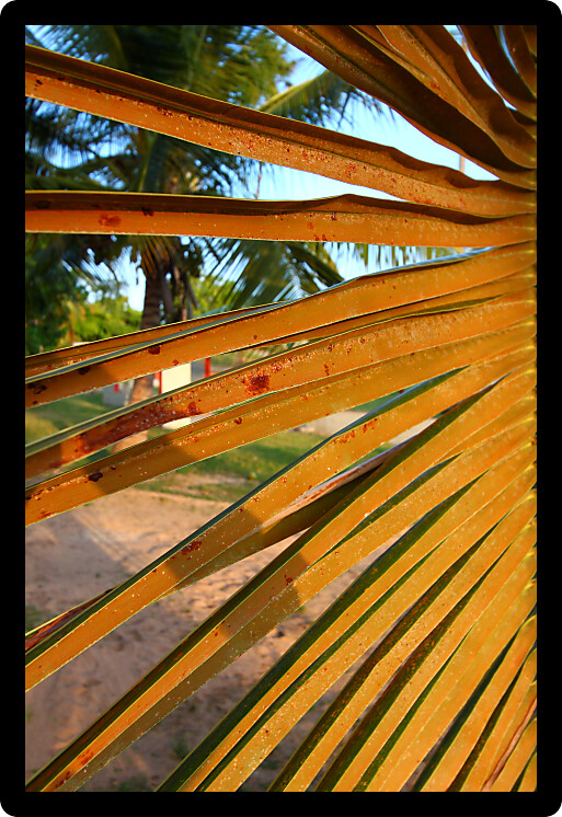 Leaflet of a palm tree at Seven Seas Beach in Puerto Rico.
