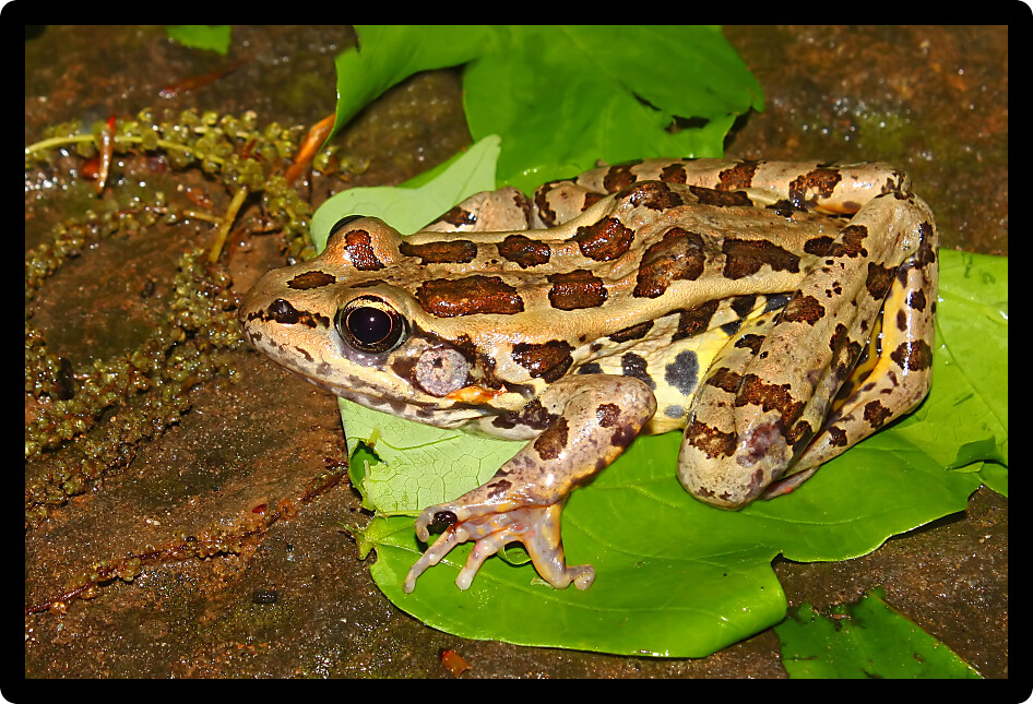 Pickerel Frog (Rana palustris) in the southern United States.