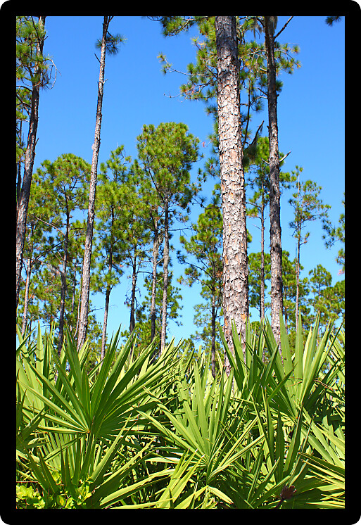 Vast pine flatwoods of central Florida on a sunny day.
