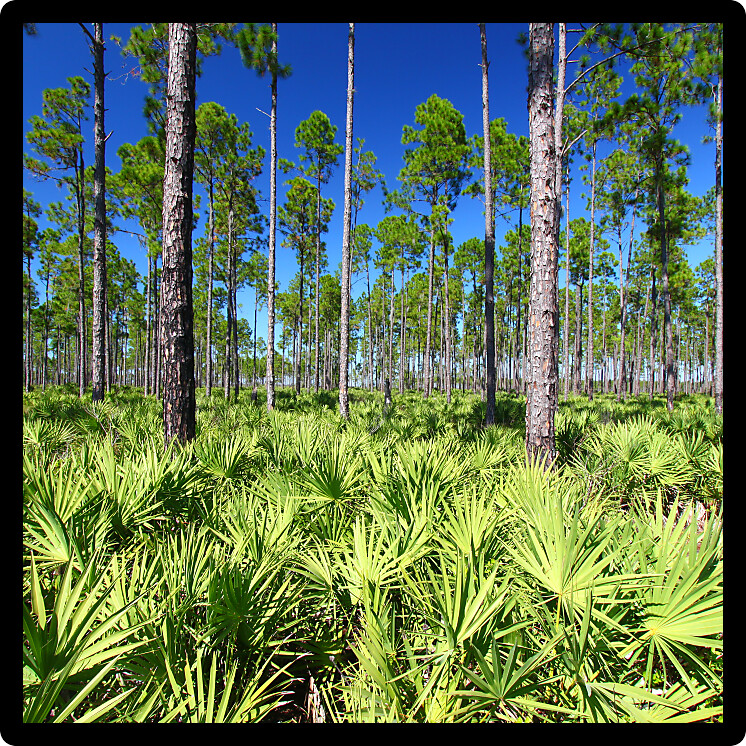 Beautiful pine flatwoods of central Florida on a sunny day.