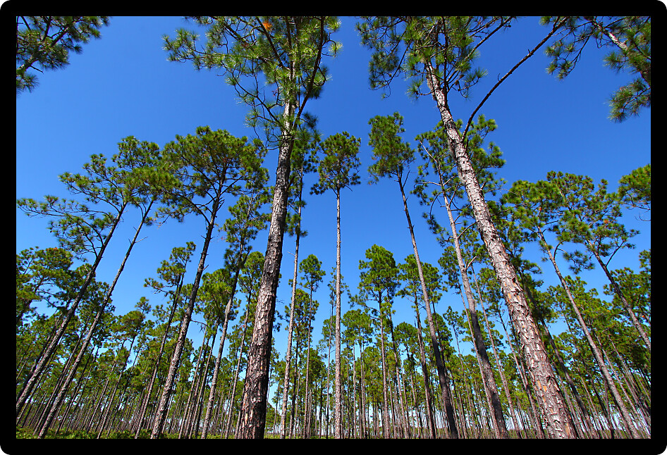 Beautiful pine flatwoods of Florida on a clear day.