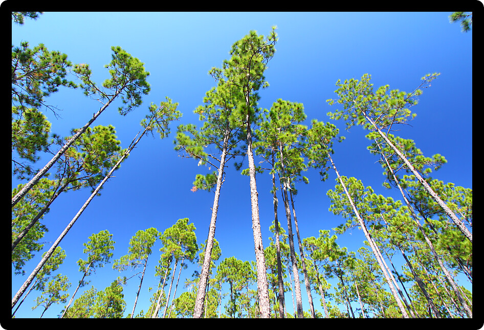 Beautiful pine flatwoods of central Florida on a sunny day.