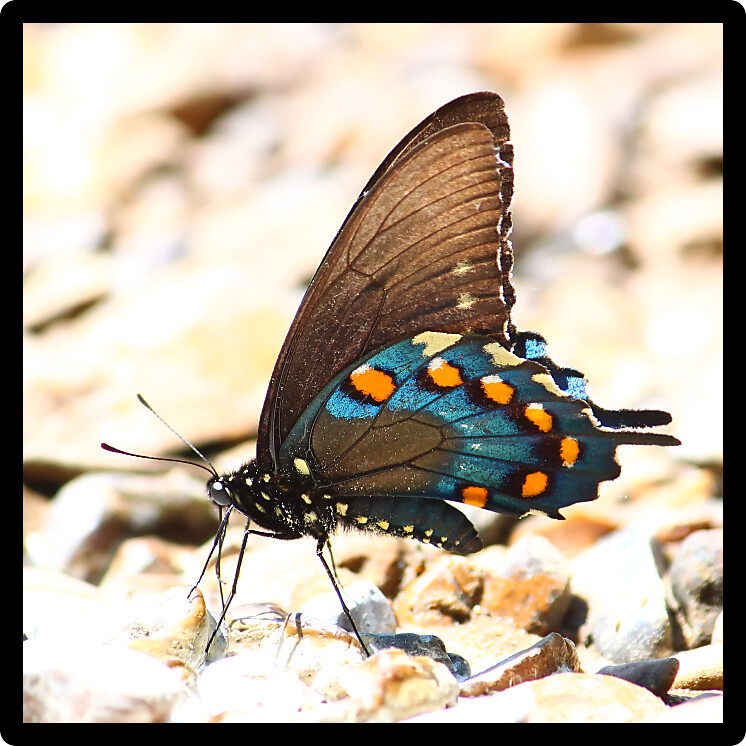 Pipevine Swallowtail (Battus philenor) inhabiting northern Alabama.