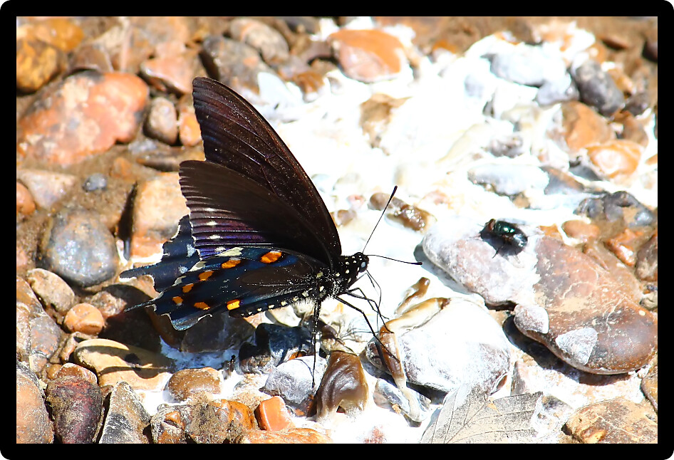 Pipevine Swallowtail (Battus philenor) in northern Alabama.