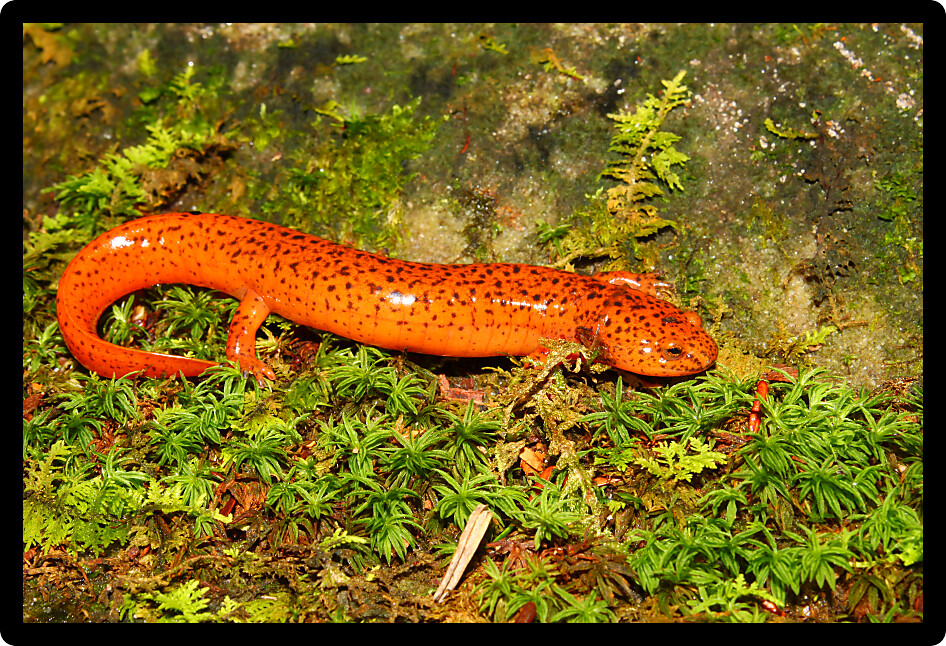 Red Salamander (Pseudotriton ruber) in northern Alabama.