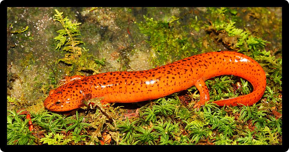 Red Salamander (Pseudotriton ruber) in northern Alabama.