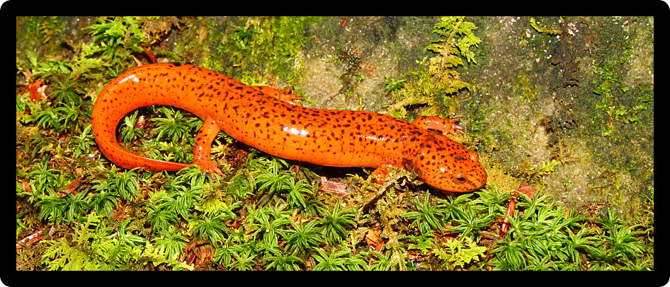 Red Salamander (Pseudotriton ruber) in northern Alabama.