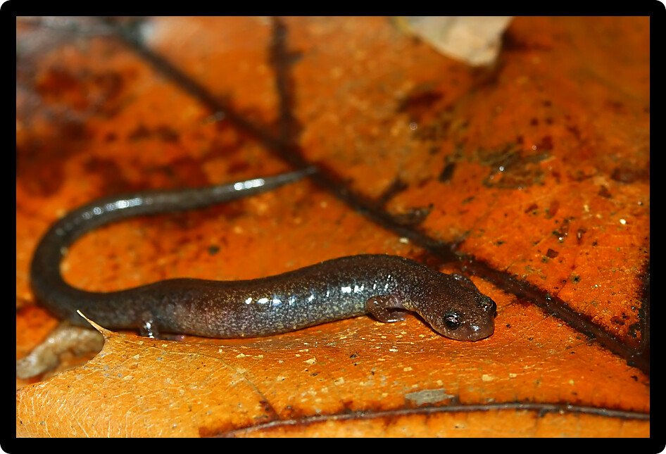 Lead-back phase Redback Salamander (Plethodon cinereus) inhabits the forests of central Illinois.