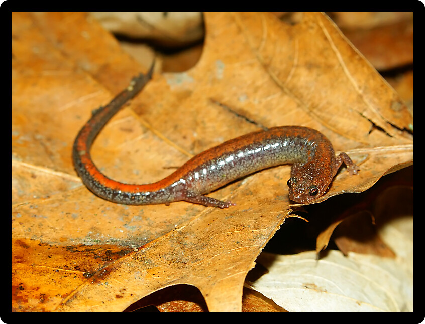 Redback Salamander (Plethodon cinereus) inhabiting the forests of Illinois.