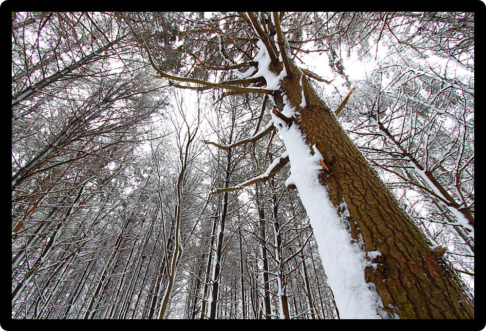 Snow covers a pine forest at Rock Cut State Park in northern Illinois.