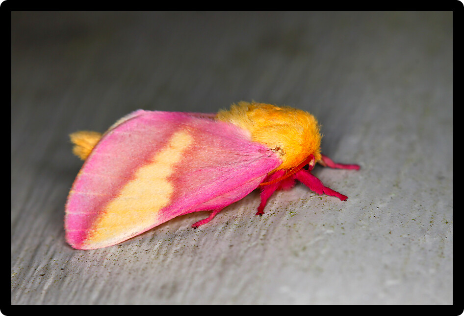 Rosy Maple Moth (Dryocampa rubicunda) sits on a wall in central Florida.