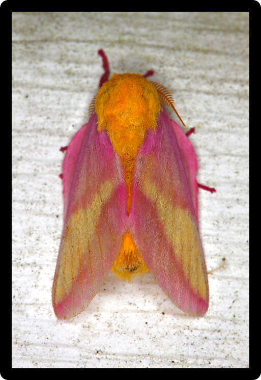 Rosy Maple Moth (Dryocampa rubicunda) sits on a wall in central Florida.