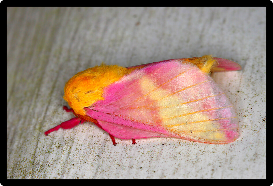 Rosy Maple Moth (Dryocampa rubicunda) sits on a wall in central Florida.
