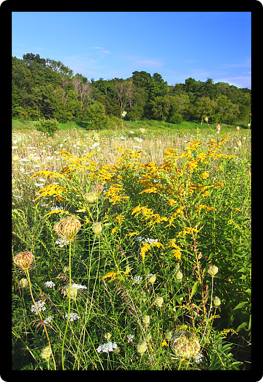 Prairie full of goldenrod and Queen Annes Lace at Shabbona Lake State Park in Illinois.